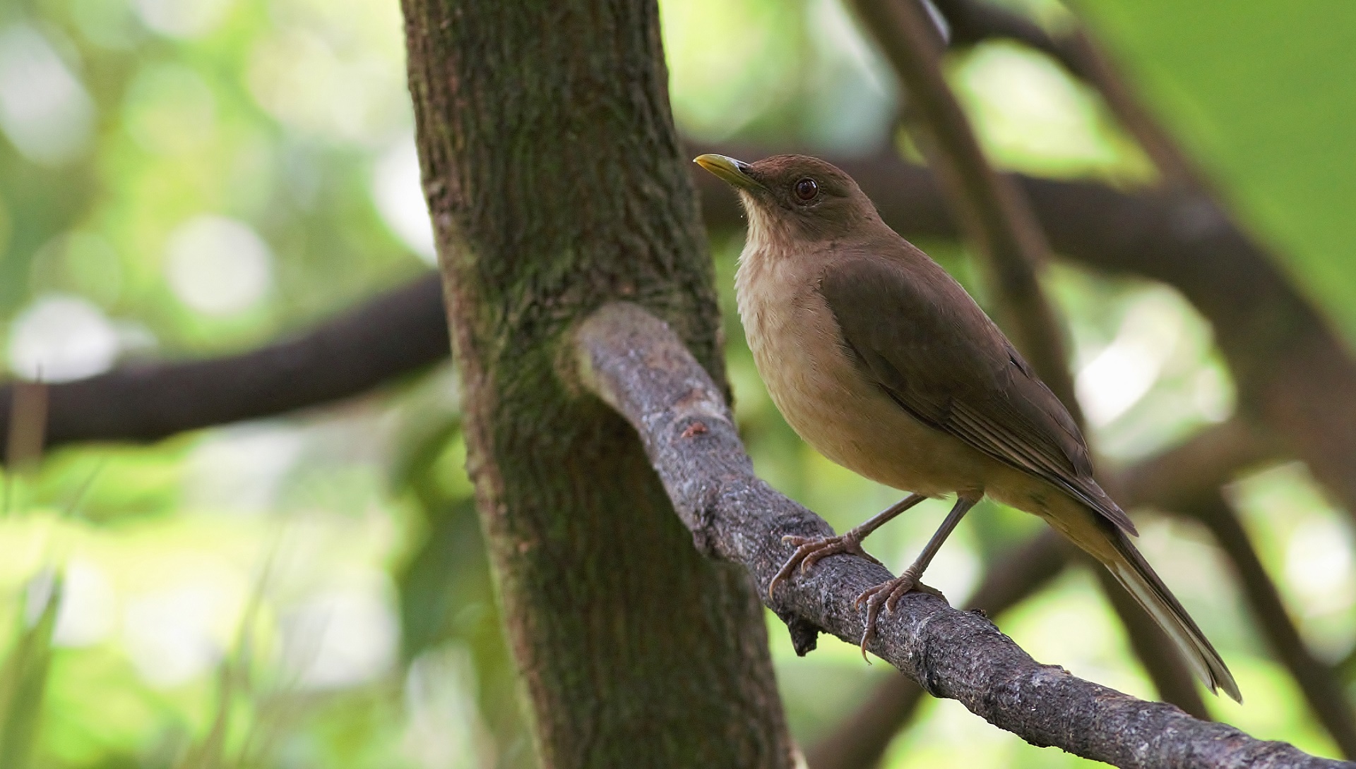 Clay-colored Thrush